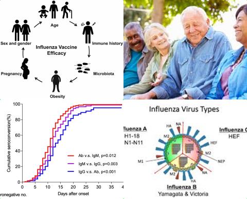 Influenza and older adults.jpg